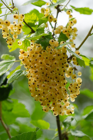 clusters of yellow currents on a bush branch, summer day