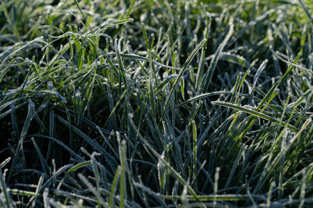 Frost on leaves and flowers, morning frosts in autumnの写真素材