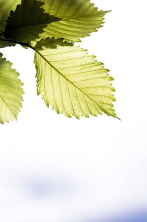 Green leaves on the skyの写真素材