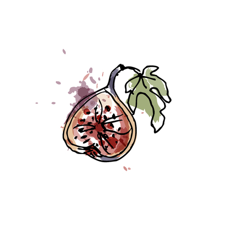 Fig, drawing by watercolor and ink with paint splashes on white background.Vector illustrationのイラスト素材