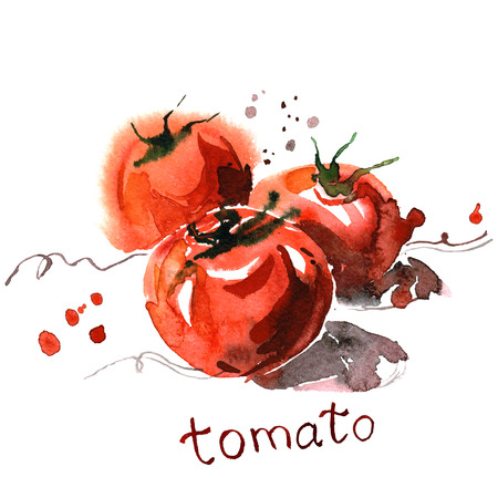 Watercolor hand painted red tomatoes on white background. Creative food illustrationの写真素材