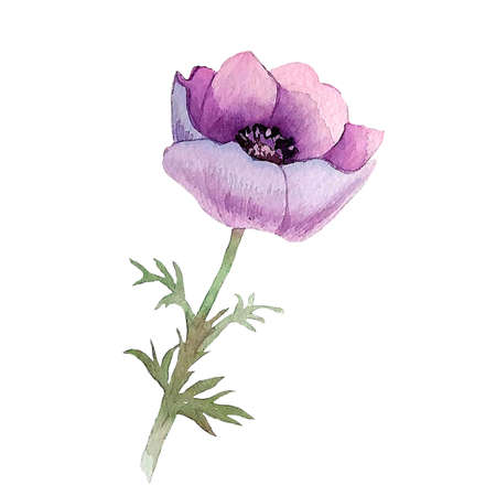 Anemone. Hand painted loral illustration for invitation, greeting card. High quality photoの写真素材