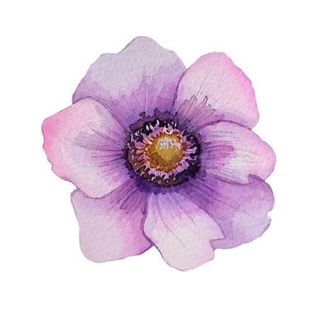 Anemone. Hand painted loral illustration for invitation, greeting card. High quality photoの写真素材