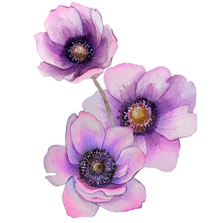 Anemone. Hand painted loral illustration for invitation, greeting card. High quality photoの写真素材