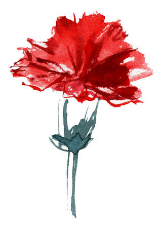 Carnation Watercolor Painting Illustration. . High quality illustrationの写真素材