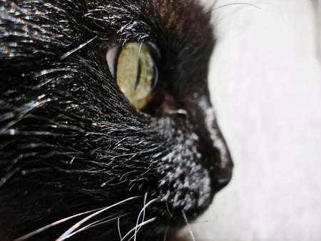 Black cat green eyes close upの写真素材