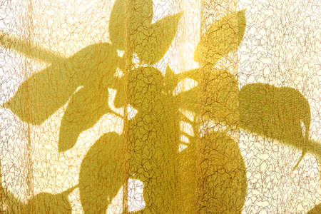 mesh tulle closed curtains sunrise or sunset shadows and light, crossing of plant shadows on beige textile surface Light and shadow abstractionの写真素材