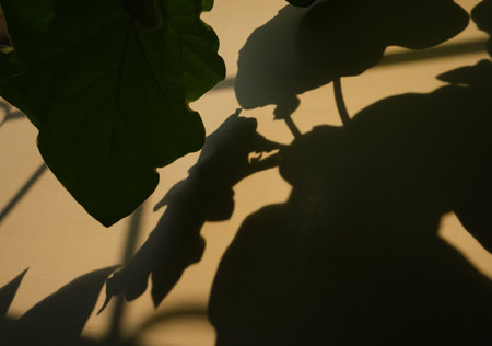 Blurred view, Light and shadow concept. Abstract shadow background of natural plants leaves falling on wall texture for background and wallpaper.の写真素材