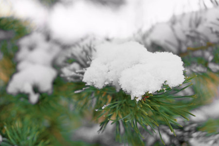 Close up Fir tree Branch Covered with Frost and Snow. Winter and Christmas Background.の写真素材