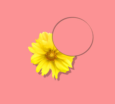 Aesthetic art collage with beautiful yellow flower on pastel pink background and pink circle frame....