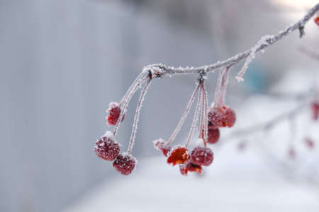 Snow-covered branch of wild apple tree with red fruits peeled and bitten by birds, wintertime, haze and soft focus because of strong frosty airの写真素材