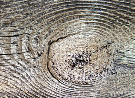 Wood knot on aged wooden textures of old board closeup. covered with gold paint, Deep horizontal cracks of weathered dry wood surface. Hardwood background with copy space.の写真素材
