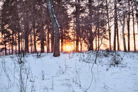Evening winter landscape on outskirts of rural town, snow-covered streets and black silhouettes of treesの写真素材