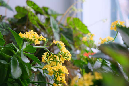 Flowers yellow Kalanchoe and Hybrid begonia Tiger Paws or Eyelash growing in pots on window sill. Cozy home. Air purifying house plants in home concept.の写真素材
