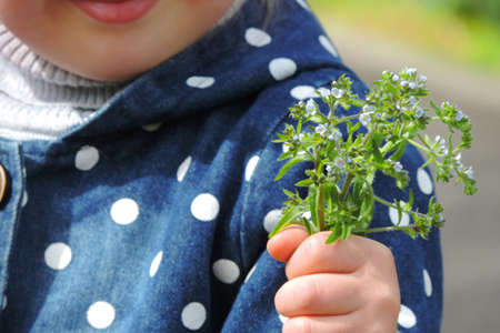 bouquet of small wild blue flowers in a child's handの写真素材