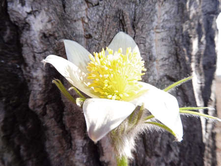forest snowdrop flower on the background of a rough wrinkled tree bark, selective focus