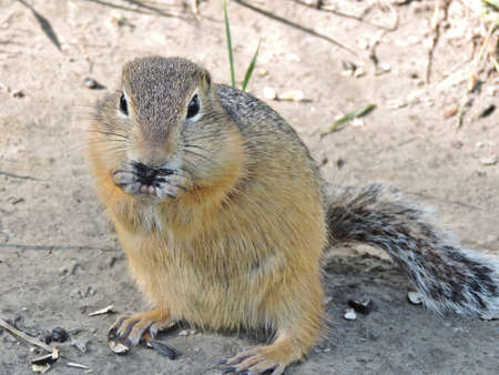 field gopher (Spermophilus) close-up gnaws sunflower seeds