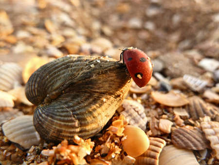 A ladybug crawls on a seashell on the beach in the rays of the setting sun