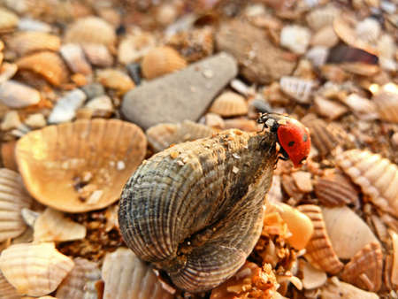 A ladybug crawls on a seashell on the beach in the rays of the setting sunの写真素材