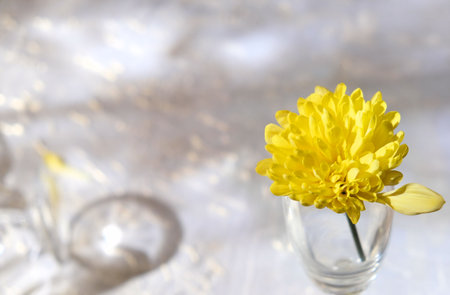 Abstract minimal still life scene. Wine glass and yellow flower. Aesthetic style. Holidays, christmas, parties concept. Copy space. Glassware in soft light.の写真素材