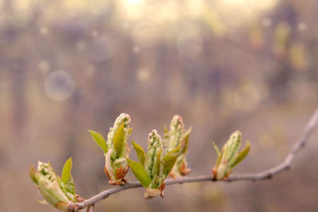 Young spring leaves of bird cherry tree with unblown flower buds. Spring background. Sunset twilight. Soft selective focus. copy spaceの写真素材