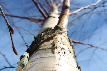 birch trunk with cracked bark against a blue skyの写真素材
