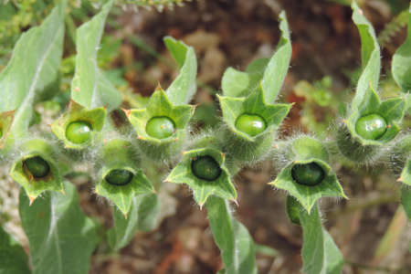 fruit on a growing garden plant called black willow rice quinoaの写真素材