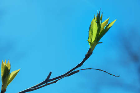Lush green young leaves on sunny day in the beginning of spring, when nature wakes up to bloom with sunlight peeking through leaves and treesの写真素材