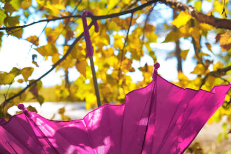 Autumn scene. Pink umbrella on autumn tree in the forest, soft light and shadowの写真素材