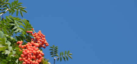 Autumn banner. Red rowan berries against a blue sky. Autumn background. Sorbus aucuparia tree closeup on sky background. Copy spaceの写真素材
