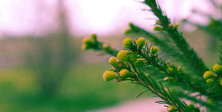 Fir branch with green buds, with fresh shoots in spring. Young growing fir tree sprouts on branch in spring forest.の写真素材