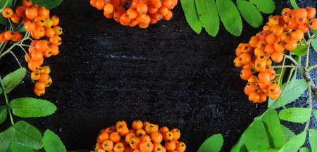 Rowan berries on vintage black wooden boards, copy space