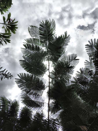 Nature fern leaves balck silhouette and cloudy sky, natural background. Copy space ecology...