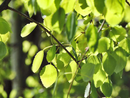 Amazing nature view of green leaf on blurred greenery background  and sunlight with copy space using...