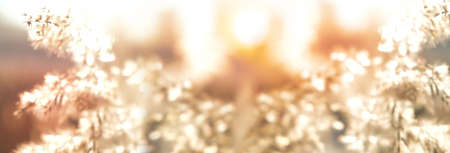 Blurred natural background with Pampas grass outdoor in light pastel colors. Panorama. Dry reeds...