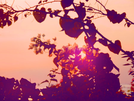 Blurred nature background with lines silhouettes of tree branches. Sunset background. ethereal natureの写真素材