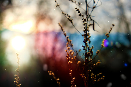 A calm, frozen winter scene. Amazing nature background. Frozen grass at sunrise close up.Winter wonderland. ethereal fairy taleの写真素材