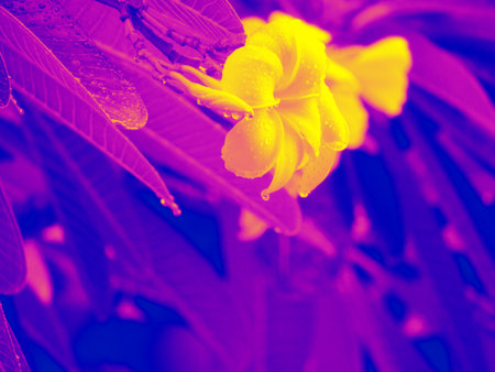 Blurred fantasy toned Frangipani Tree background. Beautiful flowering plumeria. vintage background. travel card.の写真素材