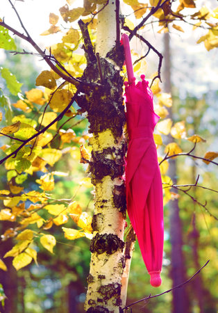 autumn scene. Pink umbrella on autumn tree in the forest, soft lightの写真素材