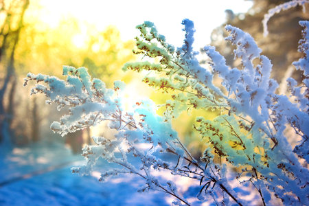 A calm, frozen winter scene. Amazing nature background. Frozen grass at sunrise close up.Winter...