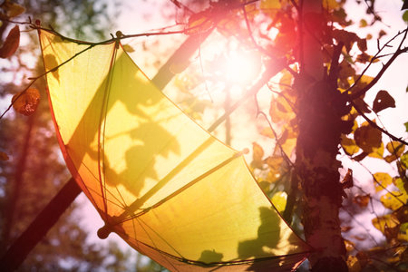 Autumn scene. Pink umbrella on autumn tree in the forest, soft light and shadowの写真素材