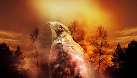 Wild bird in sunset nature with blurred forest black silhouettes tree background.  Panorama banner . Double multiple exposureの写真素材
