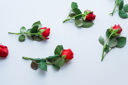 red roses on white background.Valentines and 8 March Mother Womens Day concept.の写真素材
