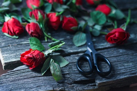 cut red withered roses and scissors with black handles.dark background, sadness, depression.の写真素材