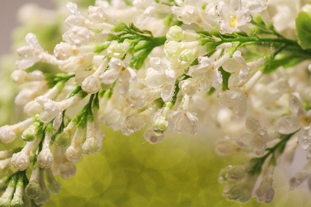 a sprig of white lilac in dew drops close-up. bokeh in the background.spring, soft.の写真素材