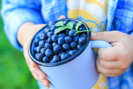 children hand takes blueberries. juicy, tasty, healthy snack. harvest.の写真素材