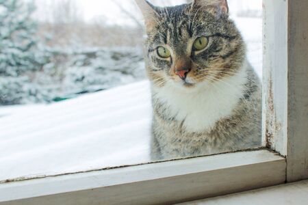 winter has come, the cat outside the window asks for a warm home.の写真素材