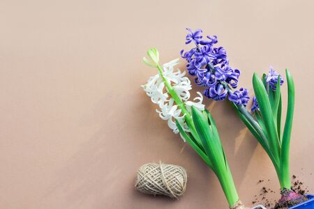Spring background with beautiful multi -colored hyacinths. springtime gardening