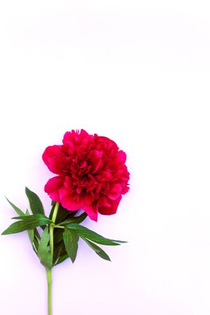 Red peony flower on white background. Flat lay, top view. Summer concept.の写真素材