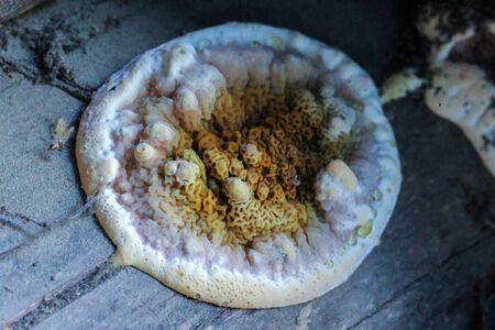 a large circular colony of mushrooms on a wooden log. microbiology